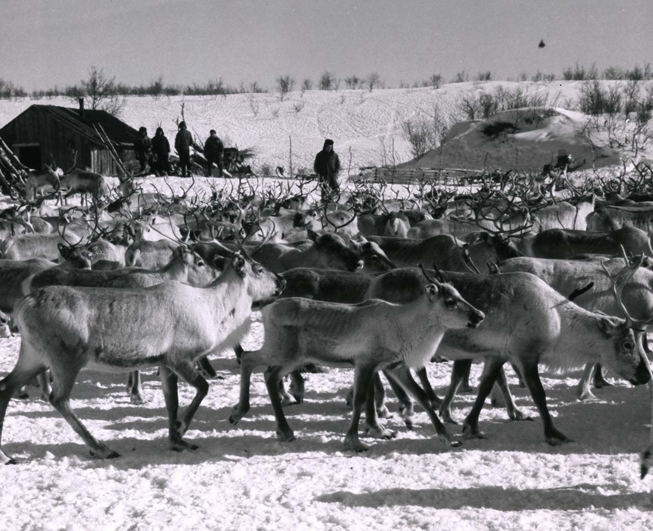 Herd of reindeer walking through the snow